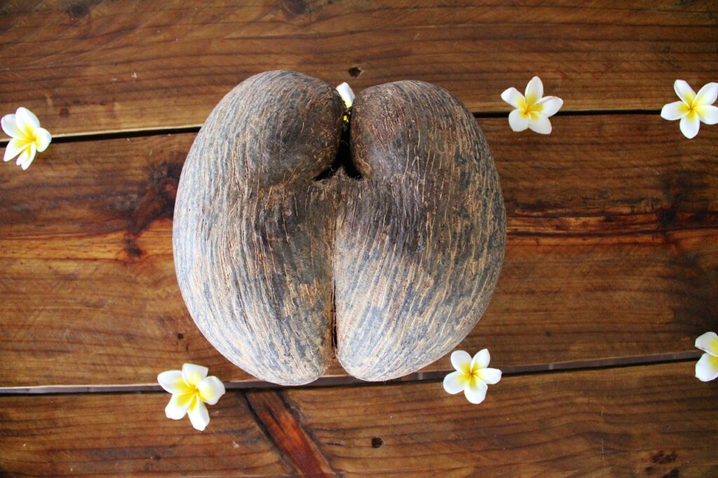 coco fesse seychelles