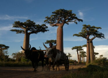 Morondava