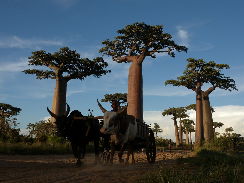 Morondava