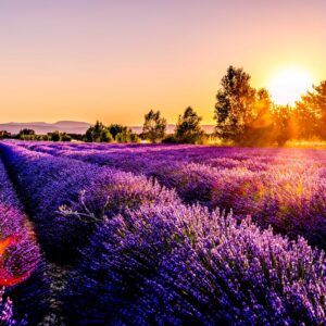 lavender field