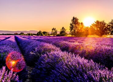 lavender field