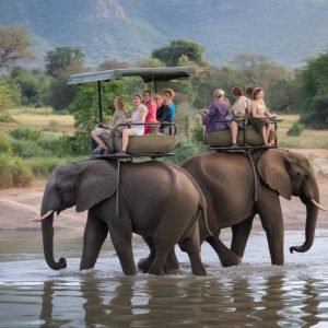 voyage afrique du sud safari : où aller et quelles réserves privilégier ?