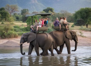voyage afrique du sud safari : où aller et quelles réserves privilégier ?