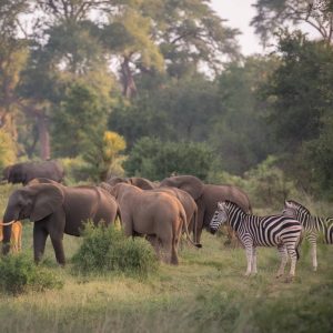 quand visiter le parc kruger ? saison idéale et conseils pour un safari inoubliable